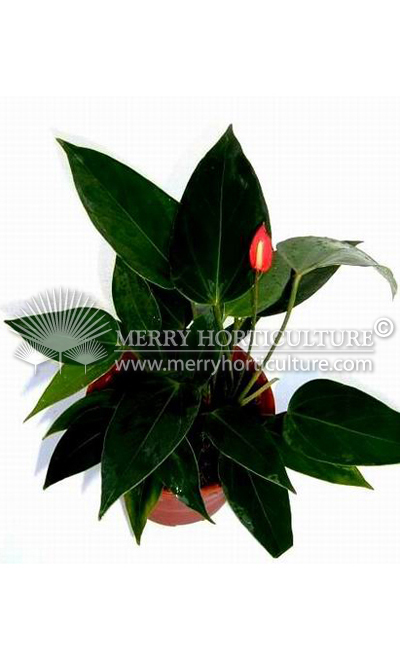 Anthurium 'lady Jane'